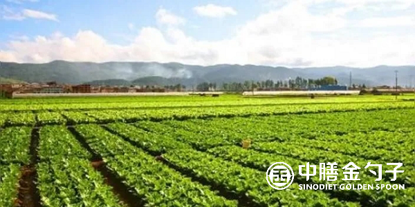 食材配送公司選擇種植基地應(yīng)該注意哪些事項(xiàng)？
